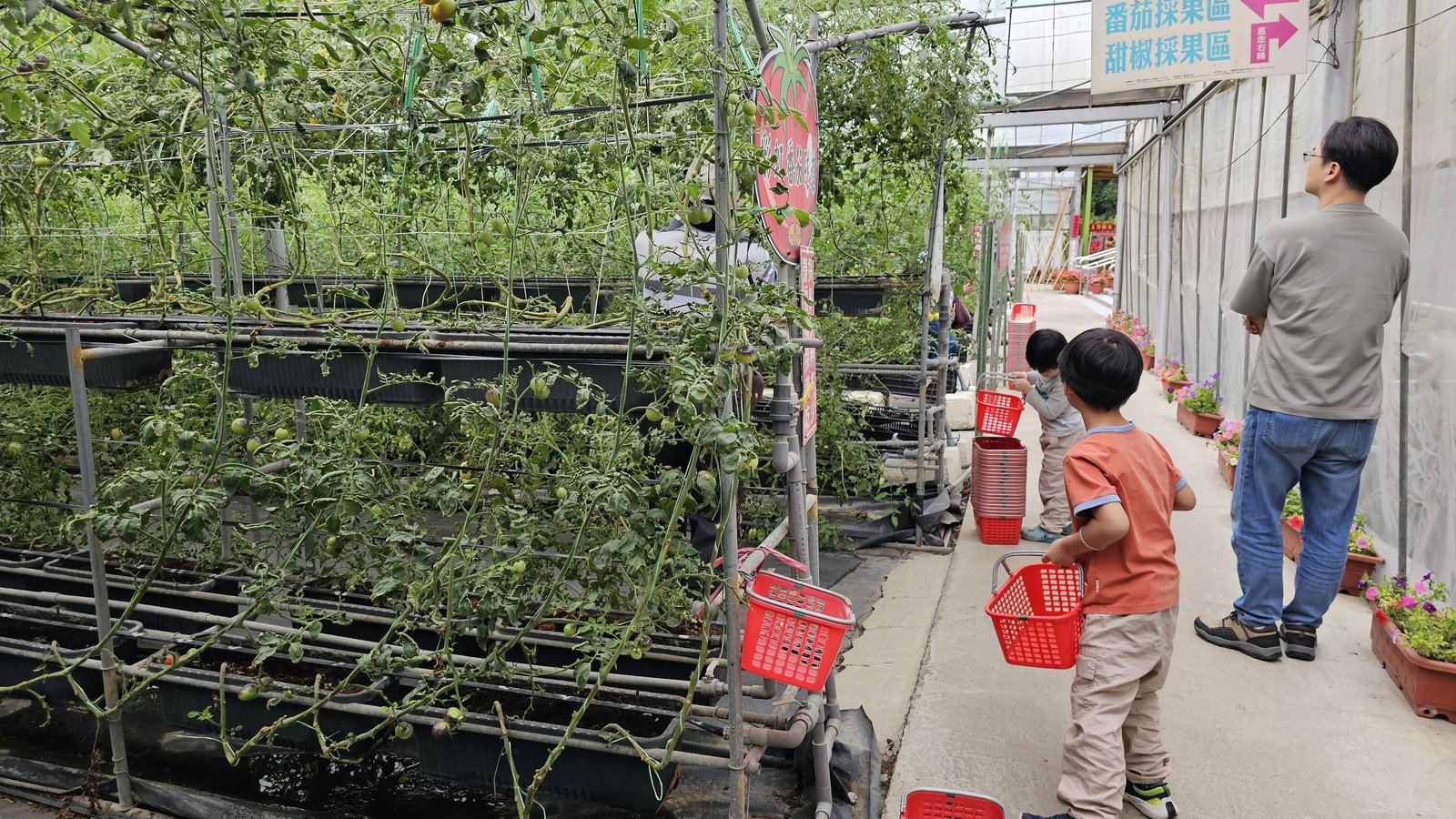 新竹 金勇蕃茄農場：在地老字號蕃茄農場/ 親子採果樂/ 園區