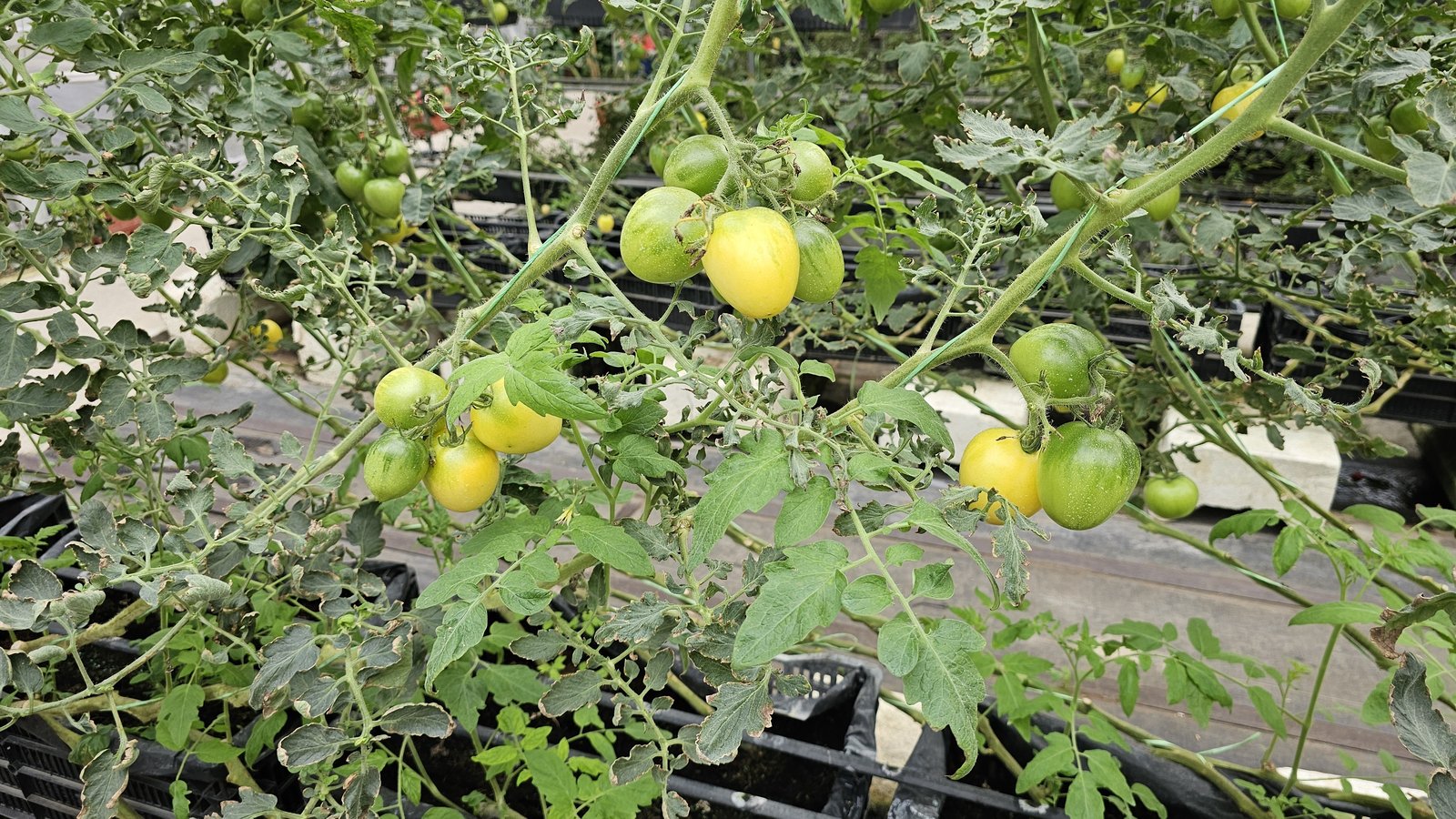 新竹 金勇蕃茄農場：在地老字號蕃茄農場/ 親子採果樂/ 園區