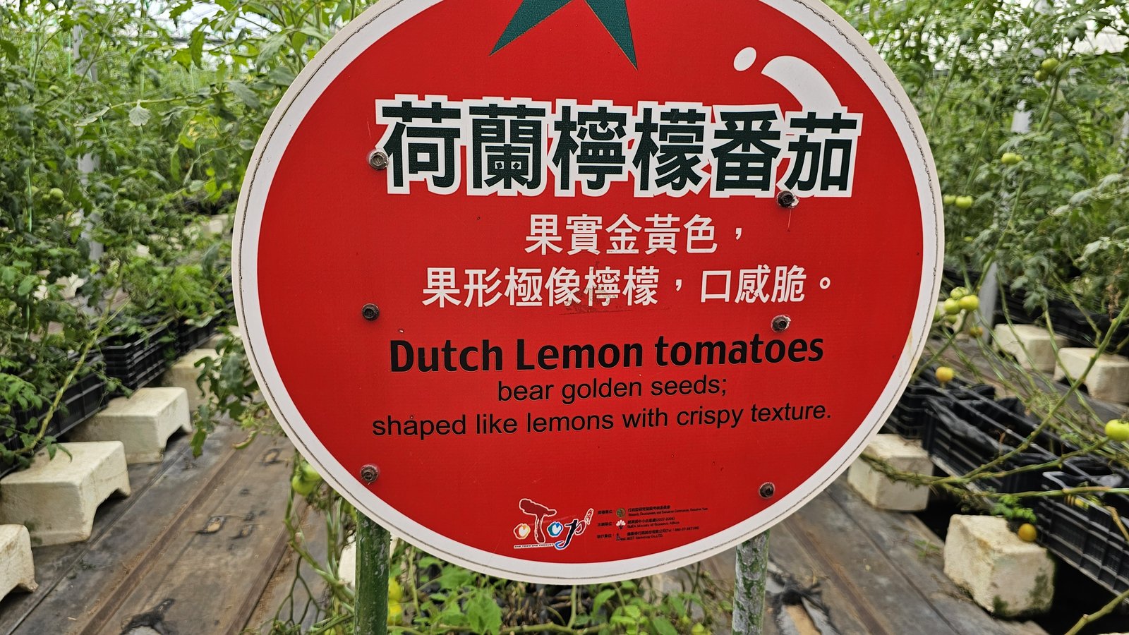 新竹 金勇蕃茄農場：在地老字號蕃茄農場/ 親子採果樂/ 園區