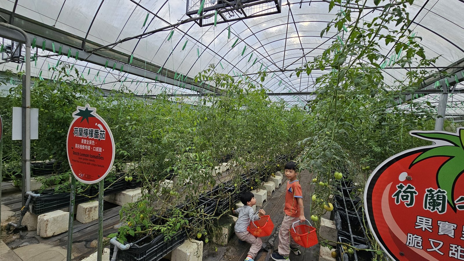 新竹 金勇蕃茄農場：在地老字號蕃茄農場/ 親子採果樂/ 園區