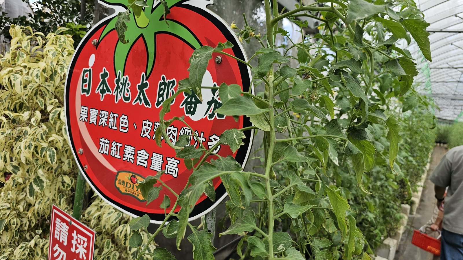 新竹 金勇蕃茄農場：在地老字號蕃茄農場/ 親子採果樂/ 園區