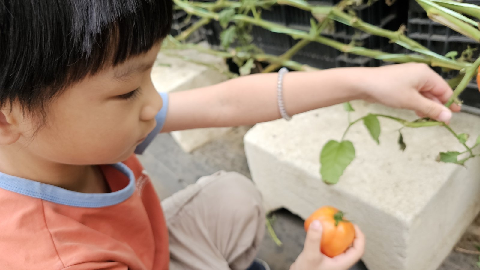 新竹 金勇蕃茄農場：在地老字號蕃茄農場/ 親子採果樂/ 園區