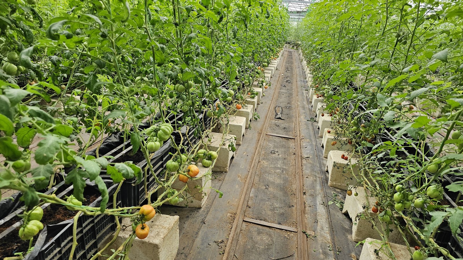 新竹 金勇蕃茄農場：在地老字號蕃茄農場/ 親子採果樂/ 園區