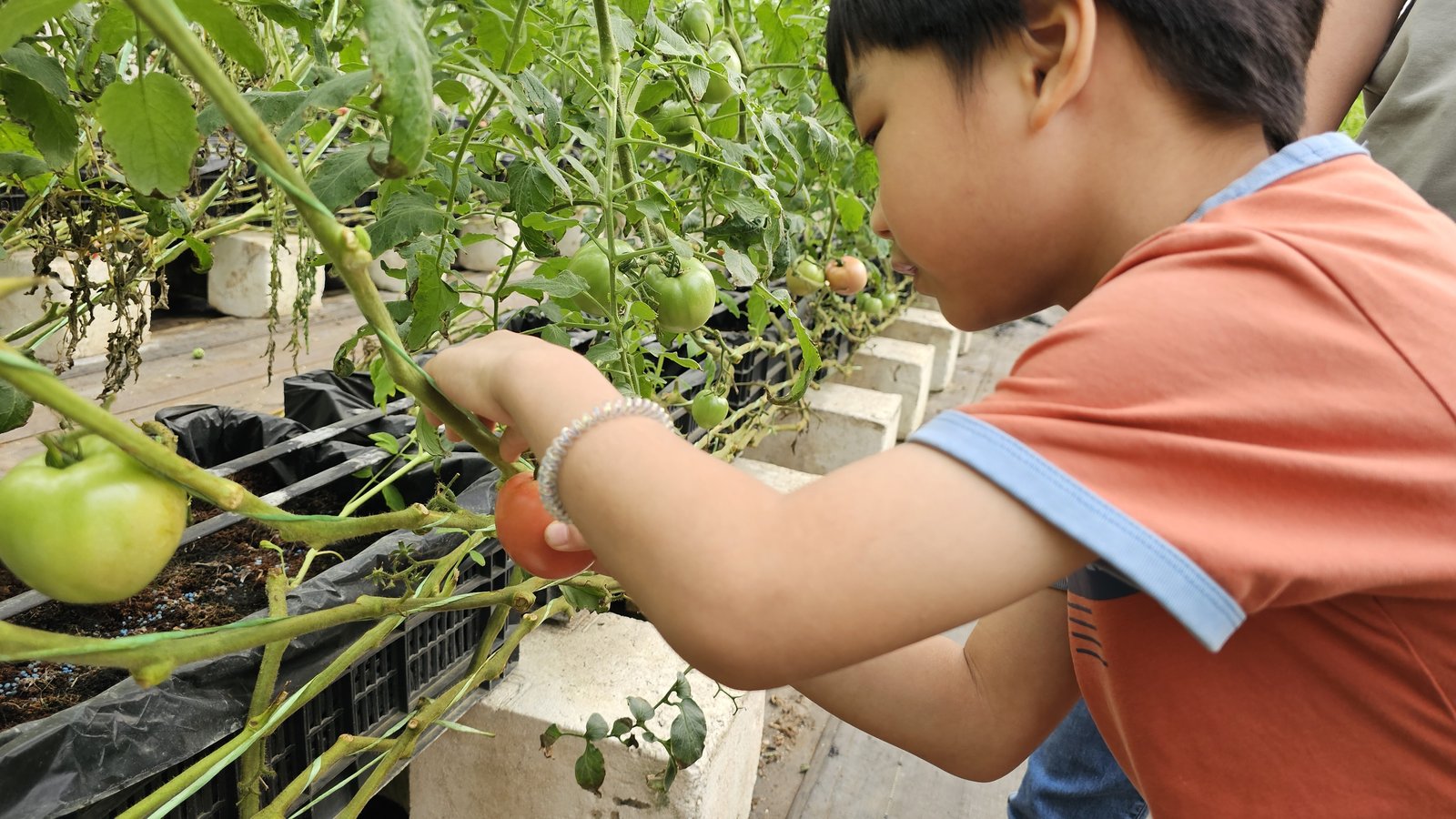 新竹 金勇蕃茄農場：在地老字號蕃茄農場/ 親子採果樂/ 園區