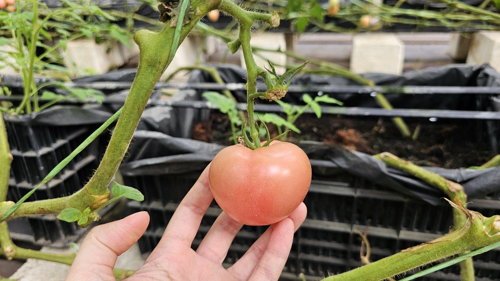 新竹 金勇蕃茄農場：在地老字號蕃茄農場/ 親子採果樂/ 園區