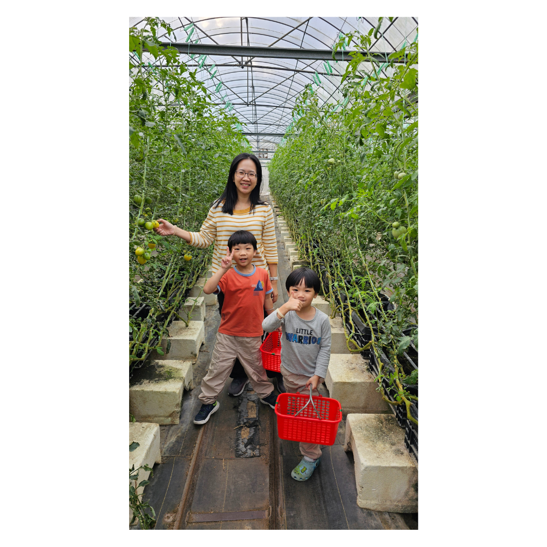 新竹 金勇蕃茄農場：在地老字號蕃茄農場/ 親子採果樂/ 園區