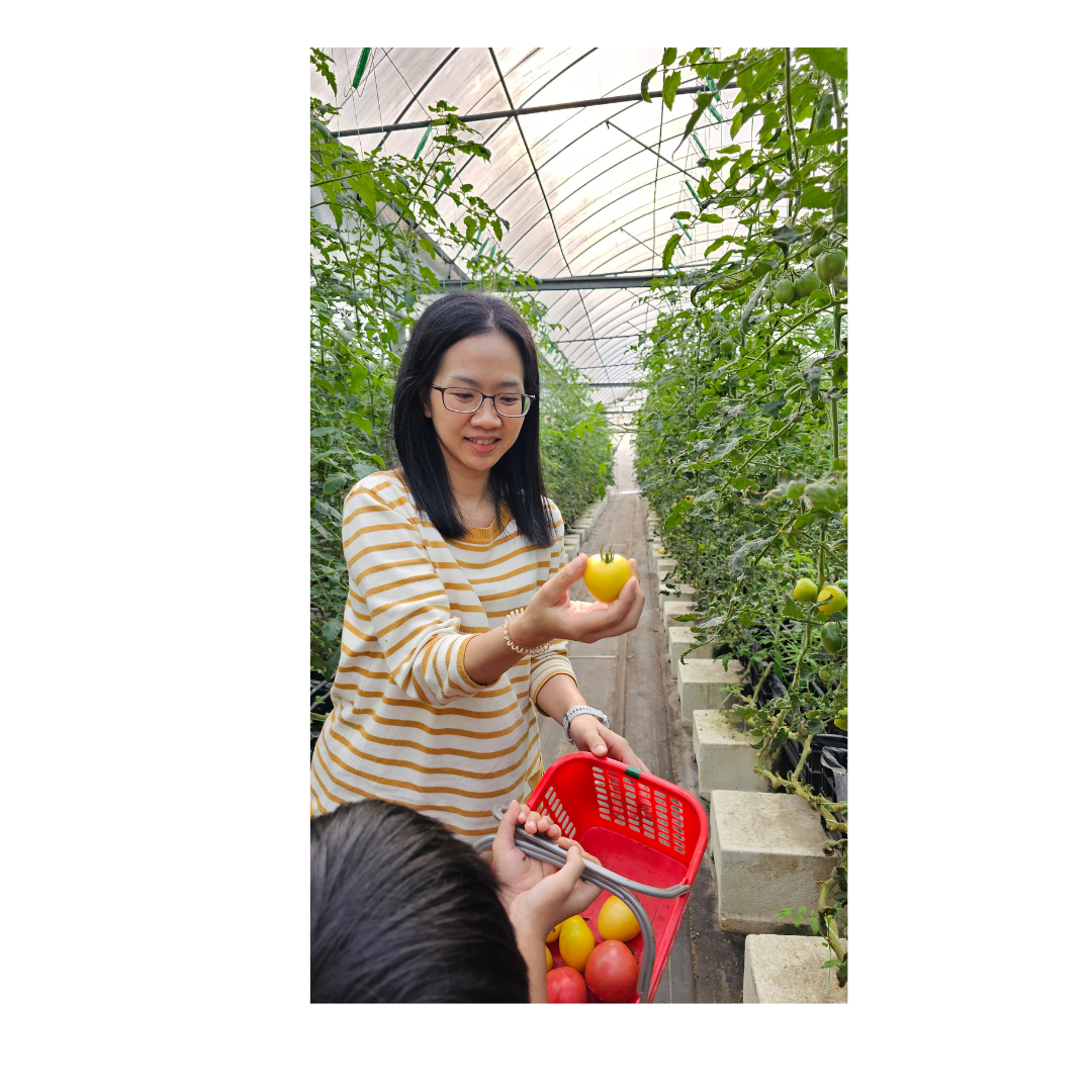 新竹 金勇蕃茄農場：在地老字號蕃茄農場/ 親子採果樂/ 園區