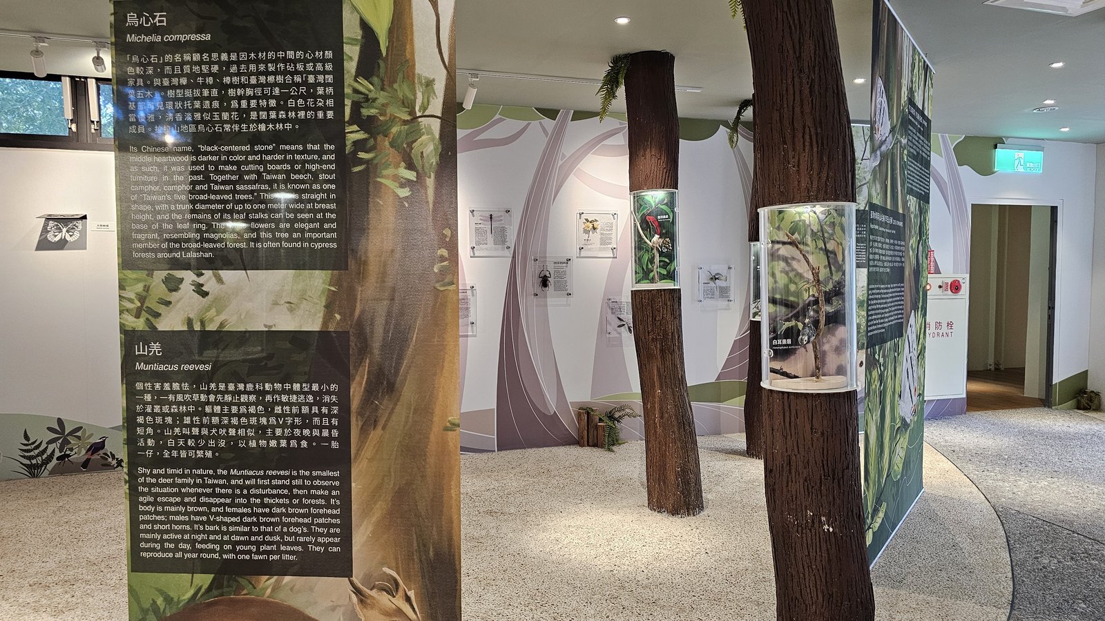 拉拉山 國家森林遊樂區：帶6歲以下小孩們一起找尋神木