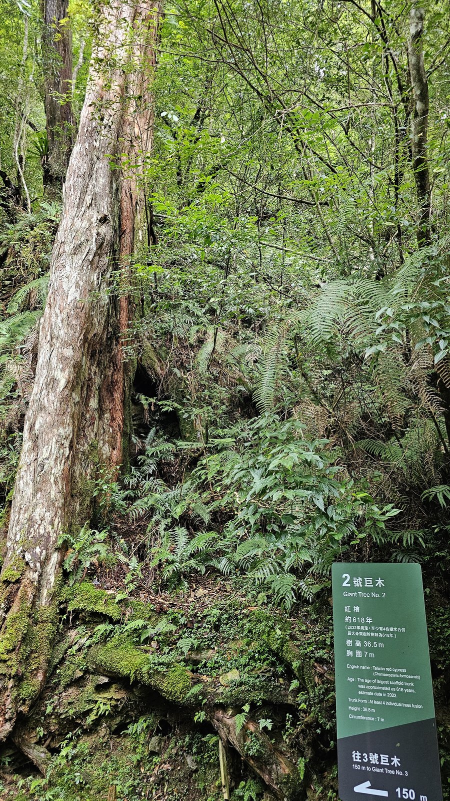 拉拉山 國家森林遊樂區：帶6歲以下小孩們一起找尋神木