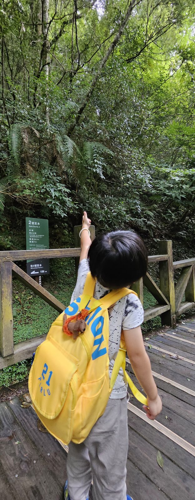 拉拉山 國家森林遊樂區：帶6歲以下小孩們一起找尋神木