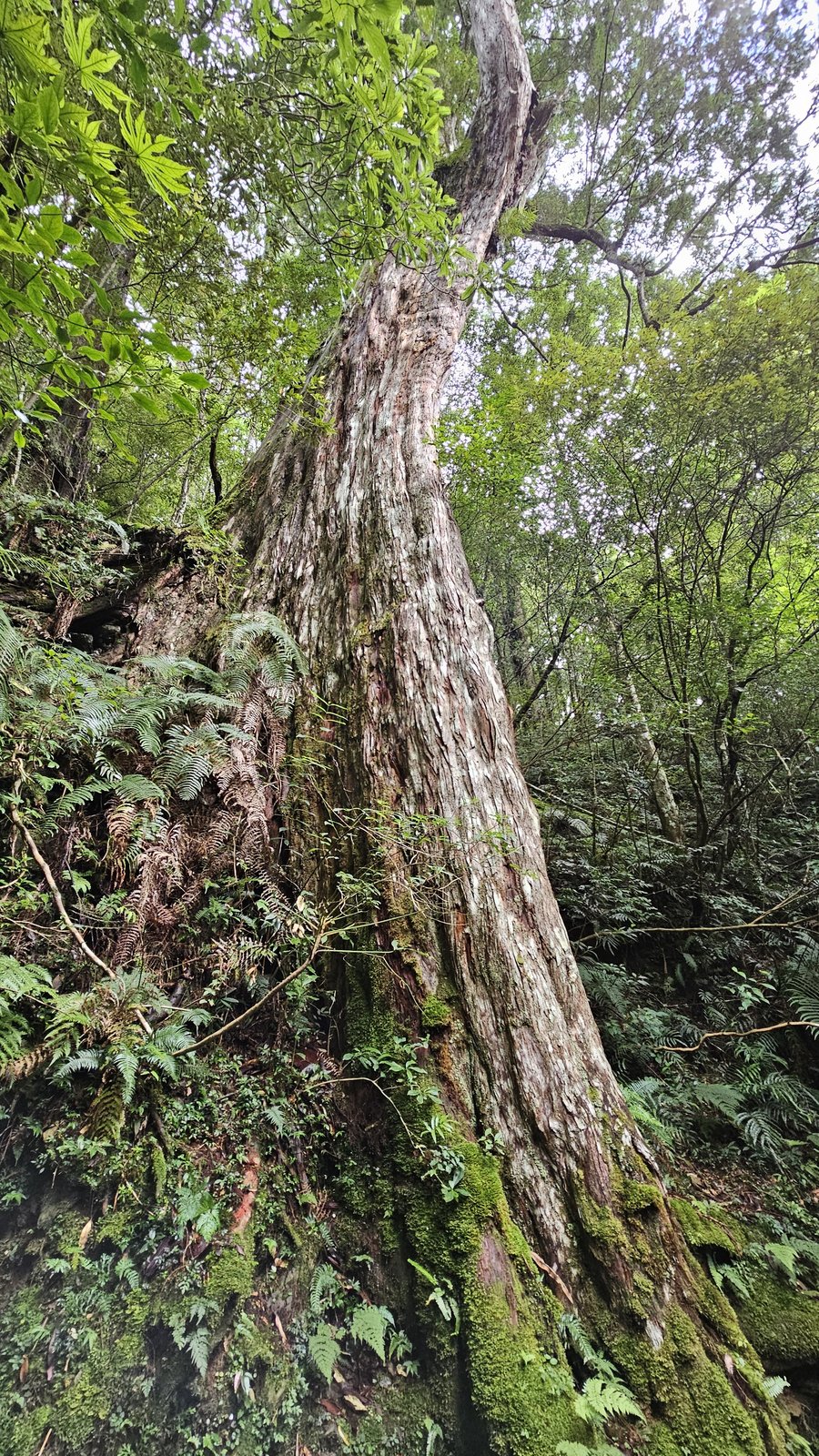 拉拉山 國家森林遊樂區：帶6歲以下小孩們一起找尋神木