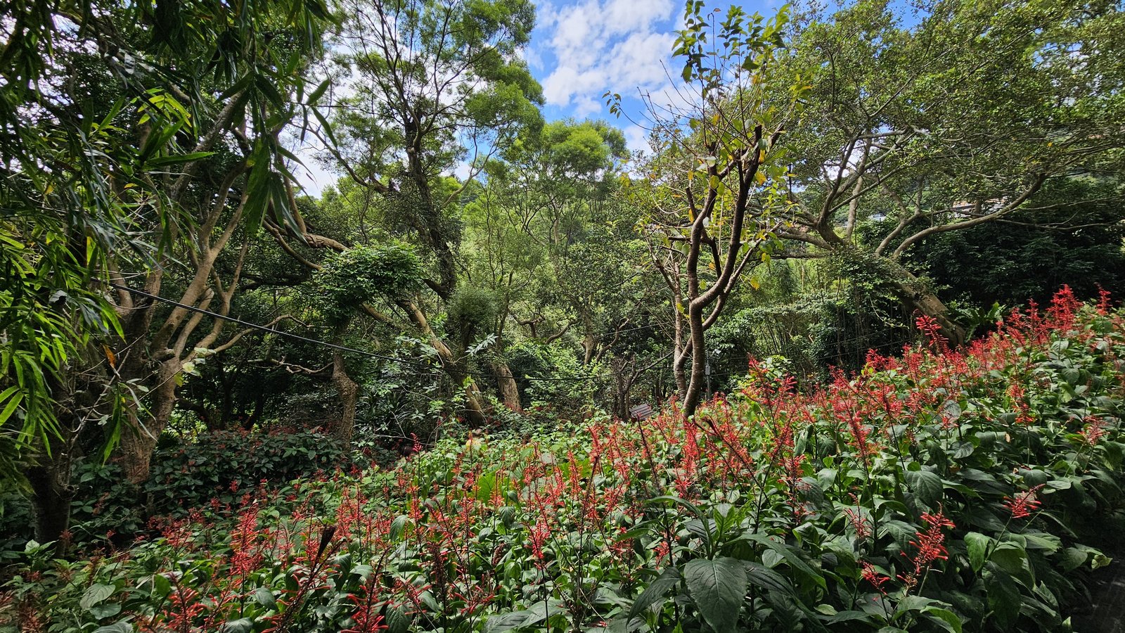 新北五股 碧瑤山莊庭院餐廳：庭園餐廳/ 豐富變化桌菜/ 家人