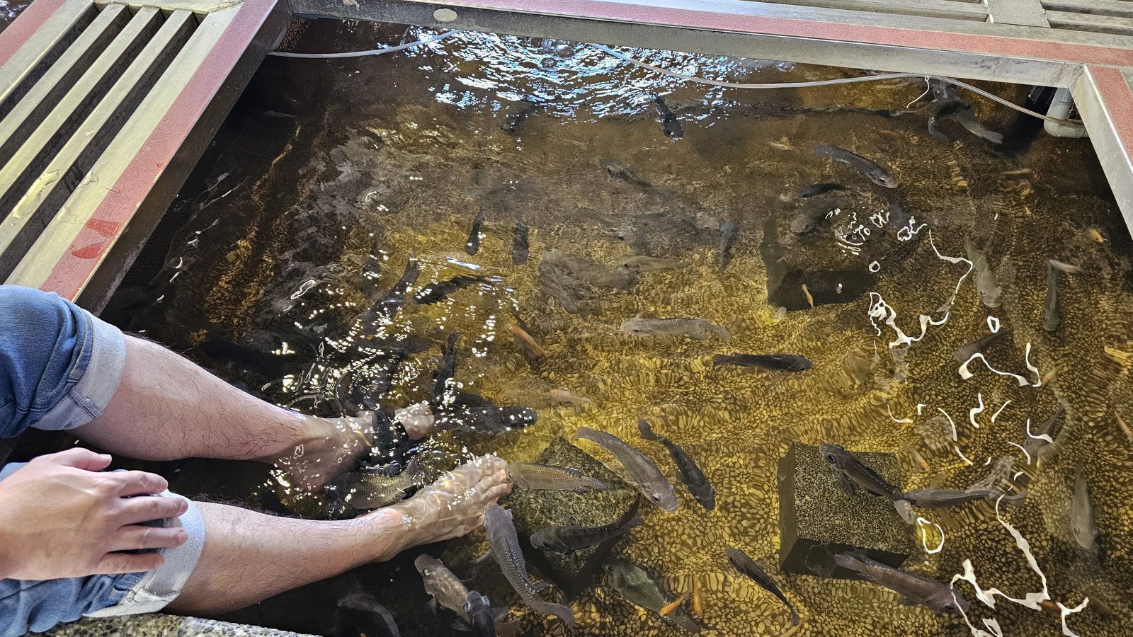 宜蘭 礁溪２小景點：湯圍溝重口味溫泉魚/ 大人牛乳