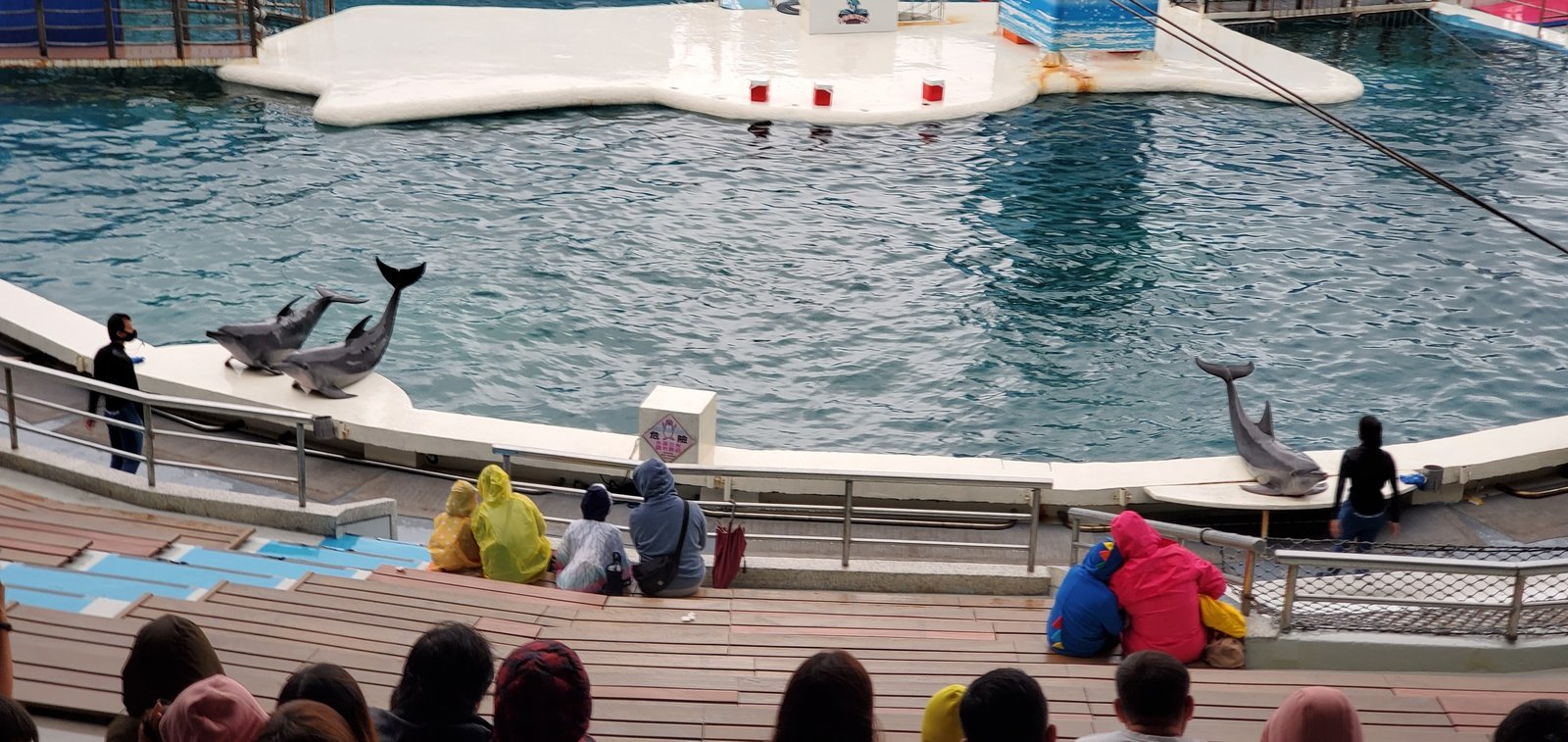 新北 野柳海洋世界：寓教於樂的海獅海豚show/ 望海亭活海