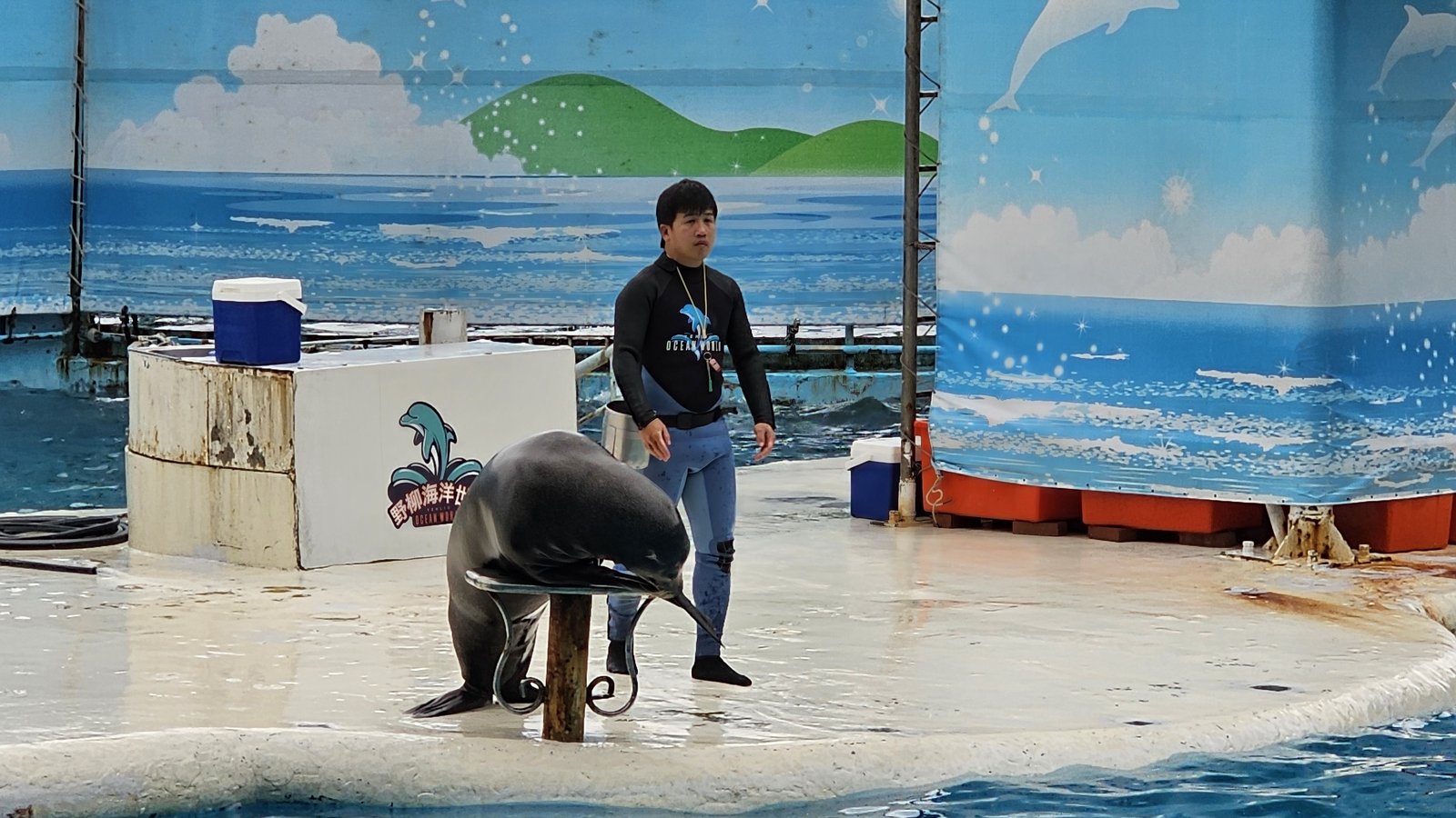 新北 野柳海洋世界：寓教於樂的海獅海豚show/ 望海亭活海