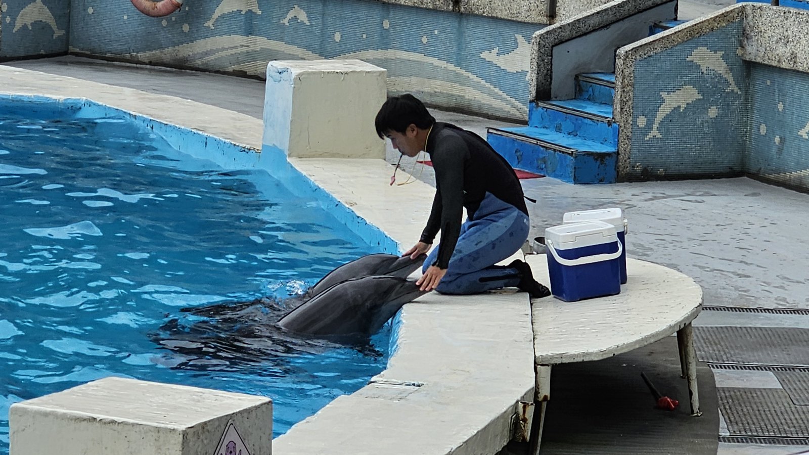 新北 野柳海洋世界：寓教於樂的海獅海豚show/ 望海亭活海
