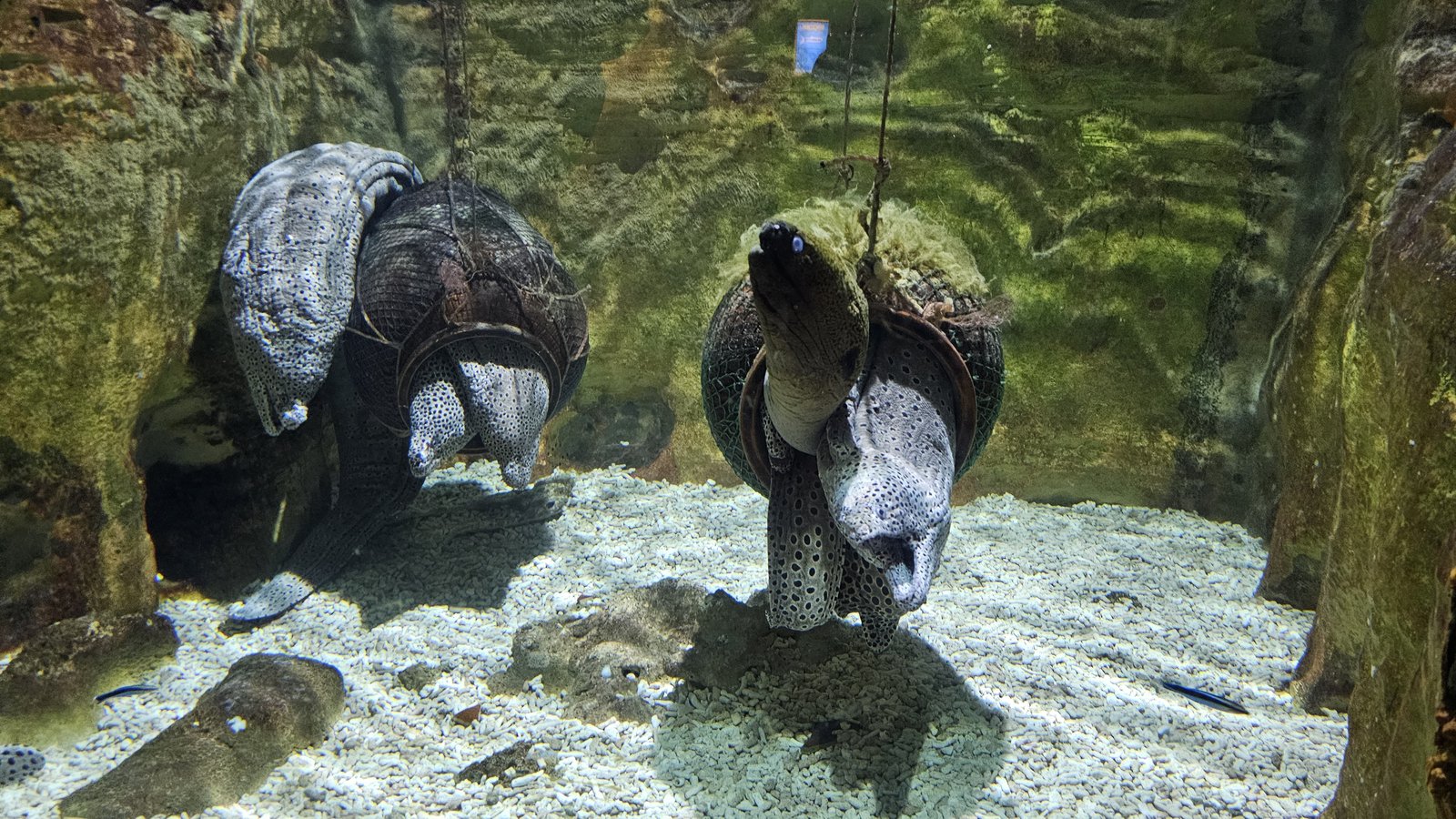 新北 野柳海洋世界：寓教於樂的海獅海豚show/ 望海亭活海
