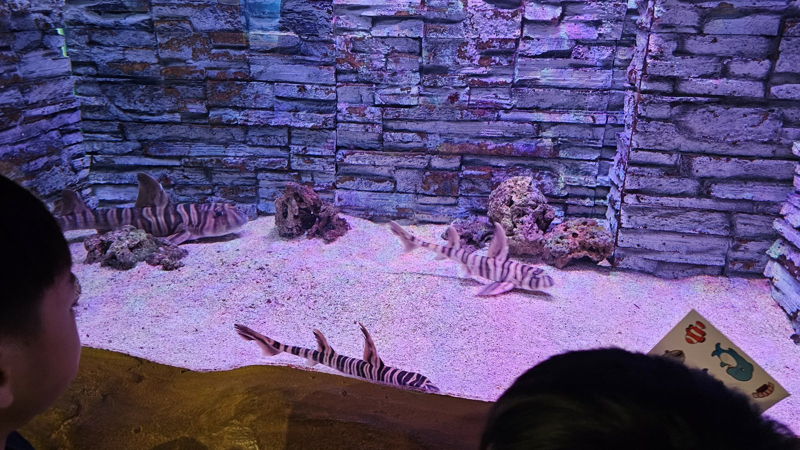 新北 野柳海洋世界：寓教於樂的海獅海豚show/ 望海亭活海