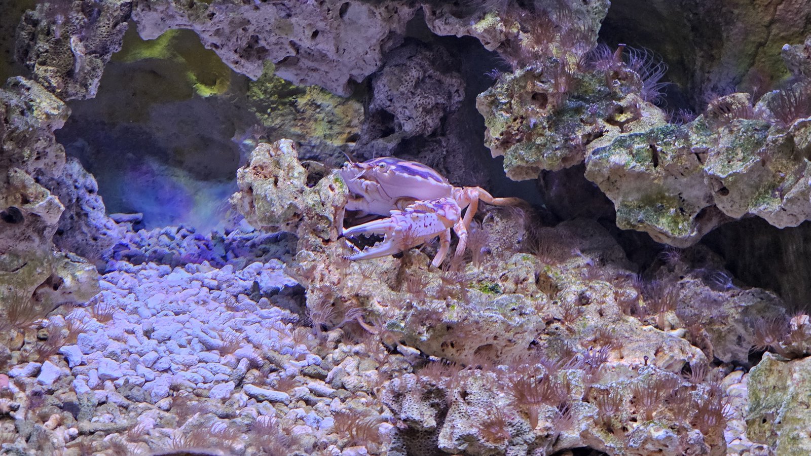 新北 野柳海洋世界：寓教於樂的海獅海豚show/ 望海亭活海