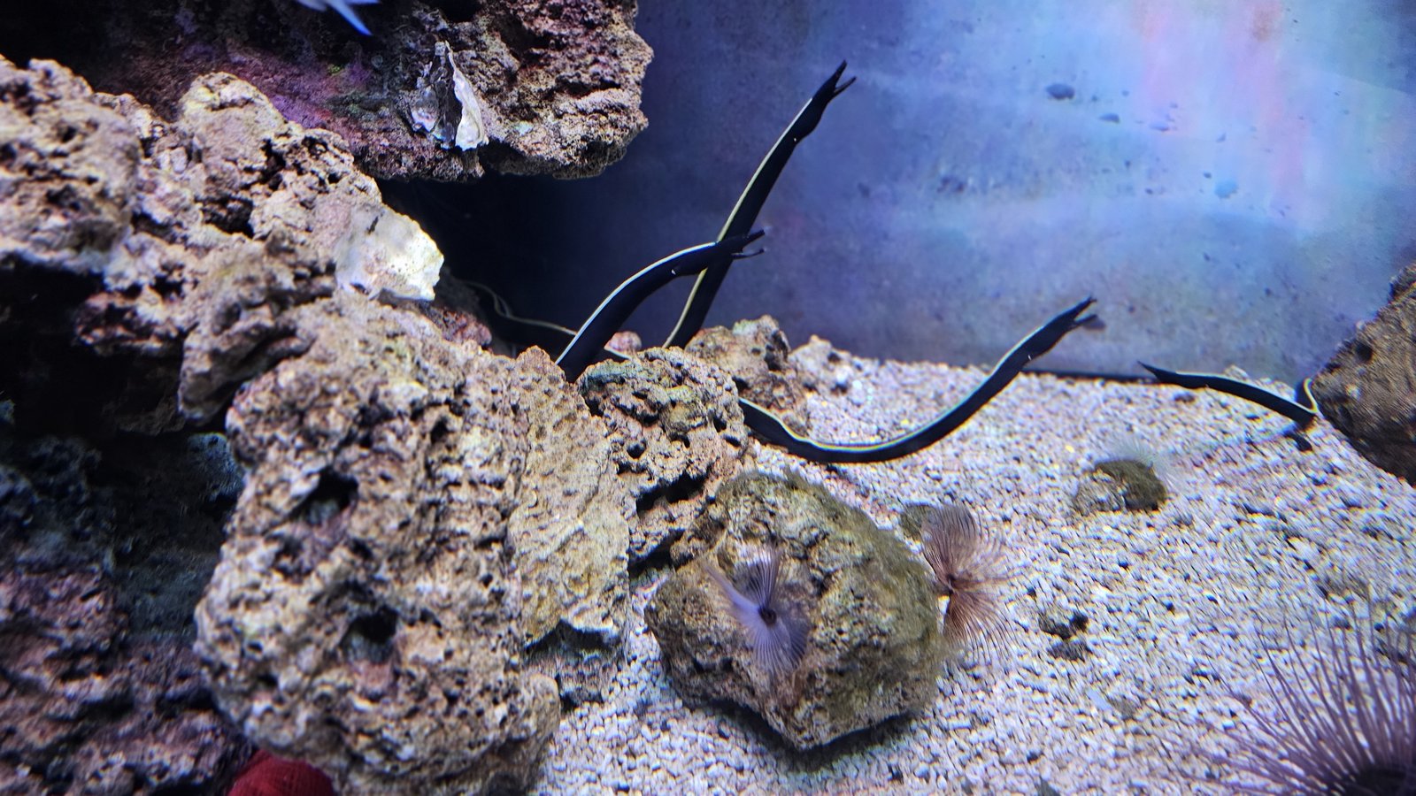 新北 野柳海洋世界：寓教於樂的海獅海豚show/ 望海亭活海