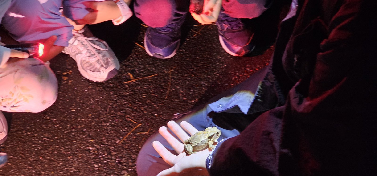 蟲蟲巴斯：陽明山夜間生態導覽/ 螢火蟲大冒險