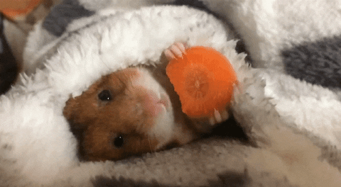 cozy-hamster-eating-carrot