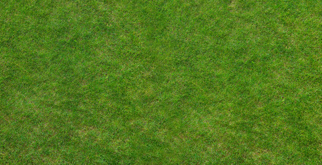 grass4.jpg